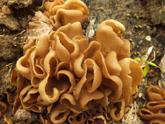 Daleomyces petersii