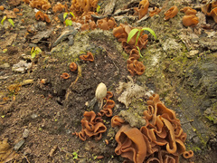Daleomyces petersii