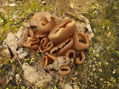 Daleomyces petersii