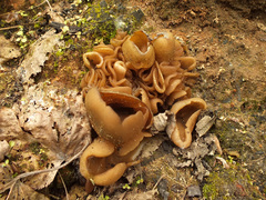 Daleomyces petersii