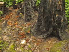 Daleomyces petersii