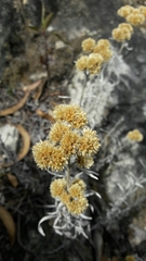 Achyrocline saturejoides