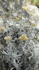 Achyrocline saturejoides