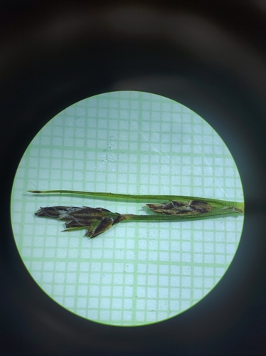 Image of Carex deflexa by no rights reserved