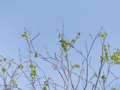 Leiothlypis ruficapilla image
