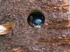 Tachycineta bicolor image