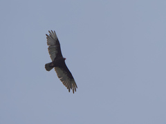 Cathartes aura image