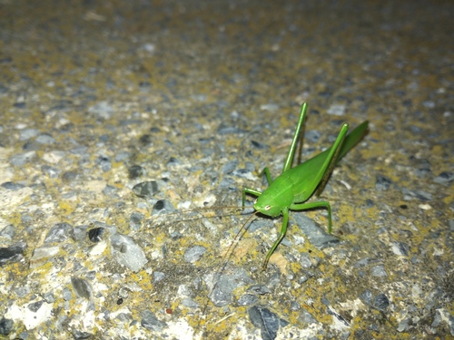 Veliki čunjoglavac (Ruspolia nitidula)