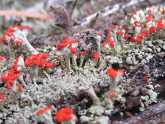 Cladonia incrassata