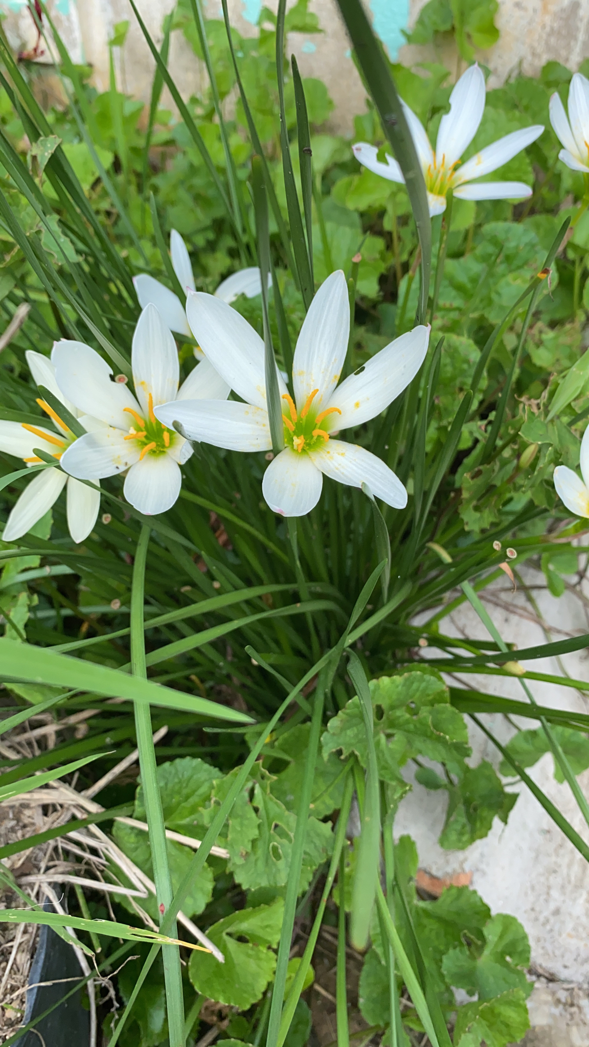 Zephyranthes candida (Zephyranthes candida)
