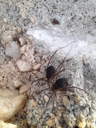 Nelima atrorubra