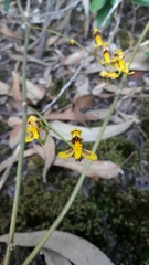 Cyrtochilum densiflorum