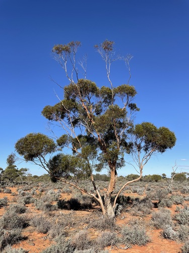 Eucalyptus concinna, 2023-05-18