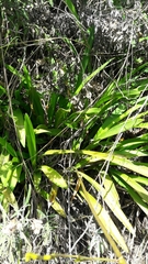 Cyrtochilum densiflorum