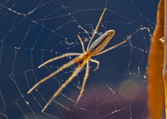 Tetragnatha straminea