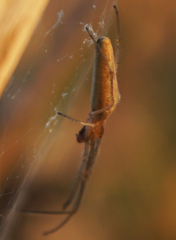 Tetragnatha straminea