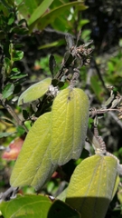 Passiflora bogotensis