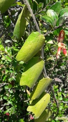 Passiflora bogotensis