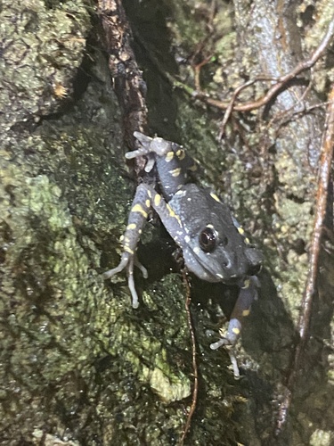 Ansonia penangensis observed 2023-07-17