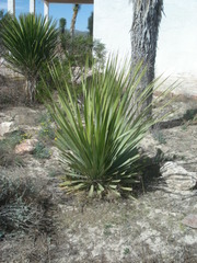 Dasylirion cedrosanum