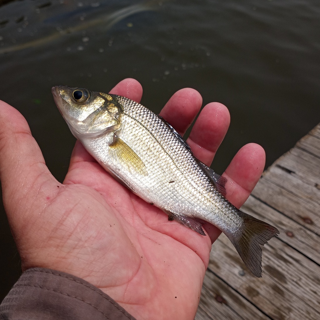 White Perch from Kent County, MD, USA on July 17, 2023 at 01:42 PM by ...