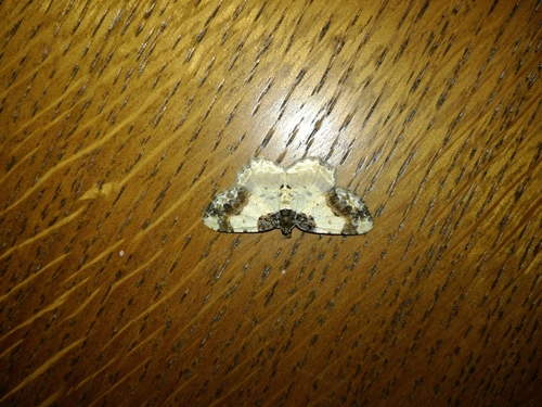 piadivka bršlenová (Ligdia adustata)