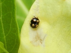 Brachiacantha decempustulata