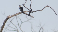 Microhierax caerulescens