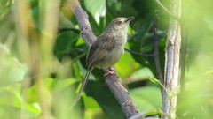 Prinia polychroa