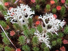 Cladonia submitis