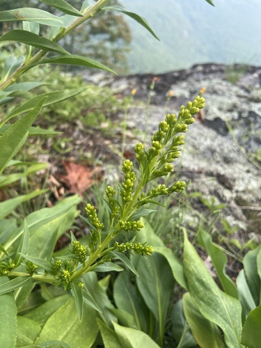Granite Dome Goldenrod (Solidago simulans)