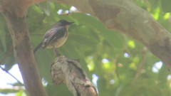 Cyornis sumatrensis