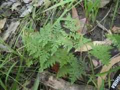 Cheilanthes contigua