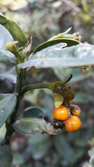 Palicourea boqueronensis