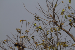 Psittacula cyanocephala