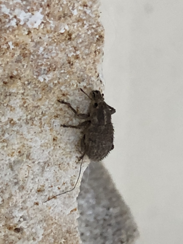 Dichoxenus