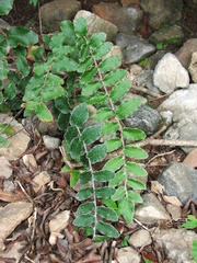 Paraceterach muelleri