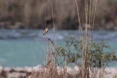 Saxicola maurus