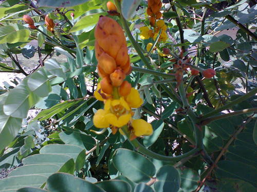 Senna reticulata - Leaves