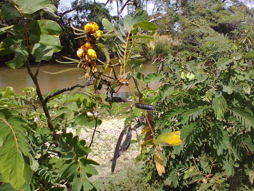 Senna reticulata - Whole tree