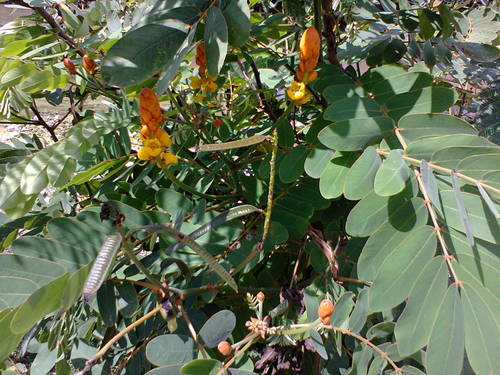 Senna reticulata - Leaves