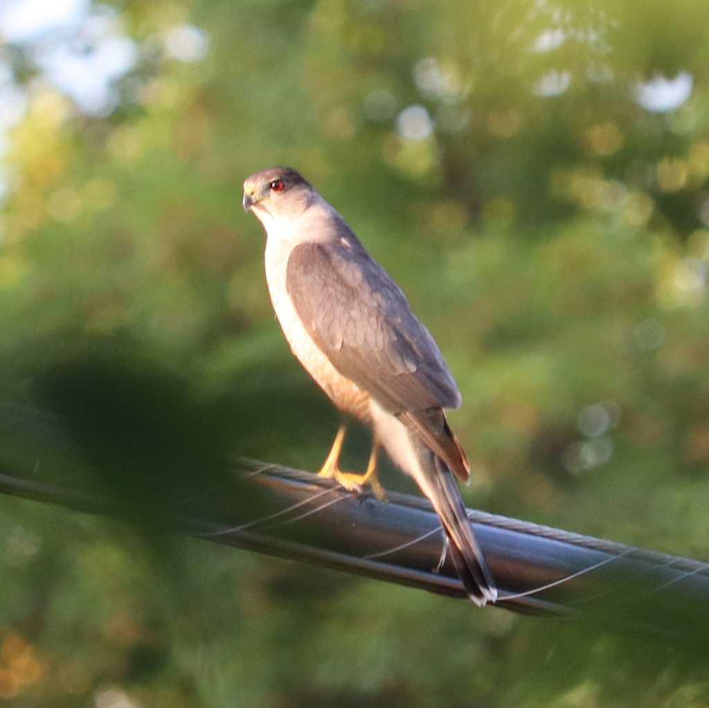 Cooper's Hawk from Lansing, MI, USA on July 17, 2023 at 06:46 PM by ...