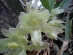 Clowesia russelliana