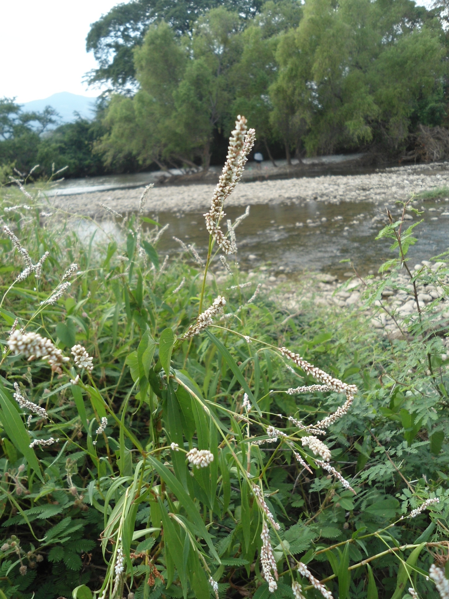 Polygonum segetum
