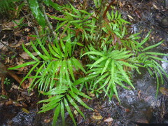 Taenitis blechnoides