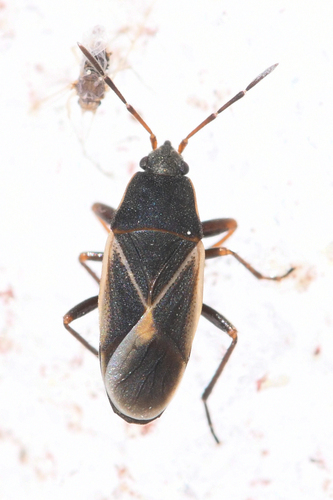 Malezonotus barberi