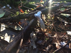 Hypomyces cervinigenus