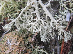 Cladonia submitis