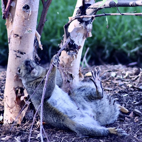 Eastern Gray Squirrel photographed in Illinois