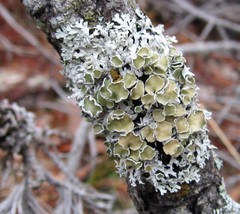 Imshaugia placorodia